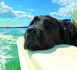 THE BOATING DOG’S DAYS OF SUMMER