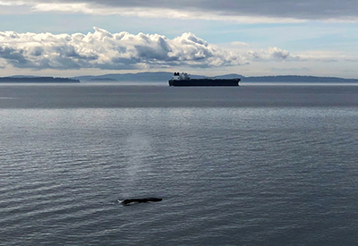 Humpback and Ship  in Boundary Pass