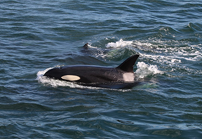 Orcas in Boundary Pass